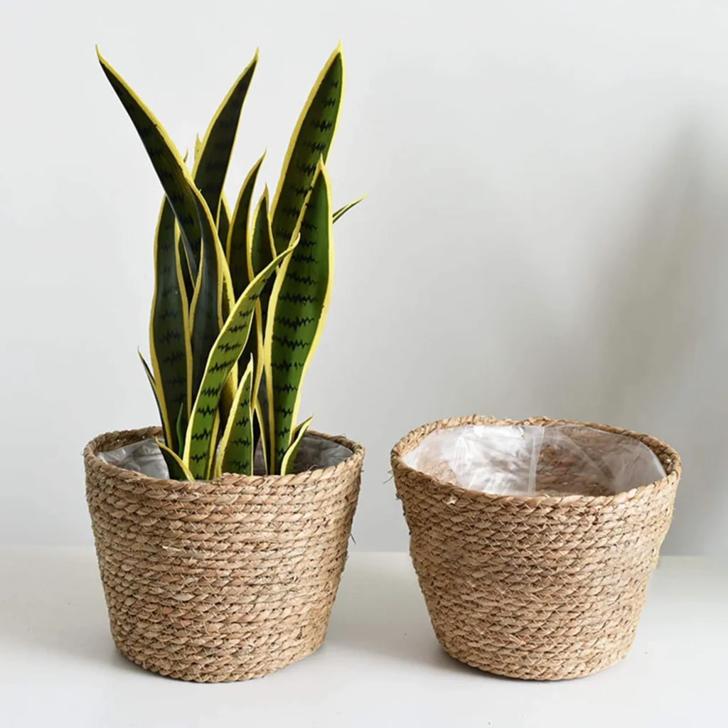 Plantas de jardines de escritorio con macetas y decoración orgánica y natural