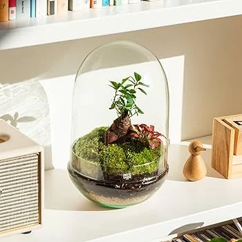 bonsai en recipiente de cristal